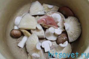 промытые грибы