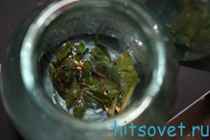 Зелень для засолки