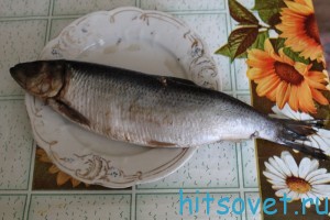 сельдь соленая