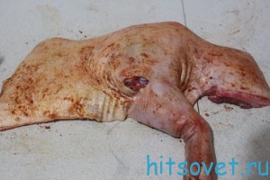 натиреть поросенка солью и паприкой